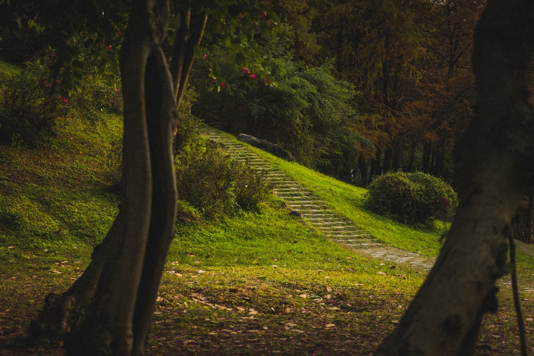 mindfulness practice — Stone steps ascend a grassy hill in a park.